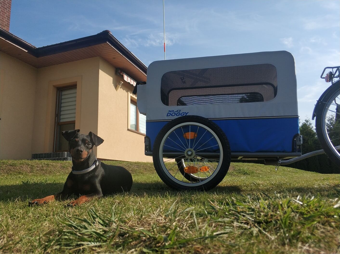 przyczepka xlc doggy van przy rowerze